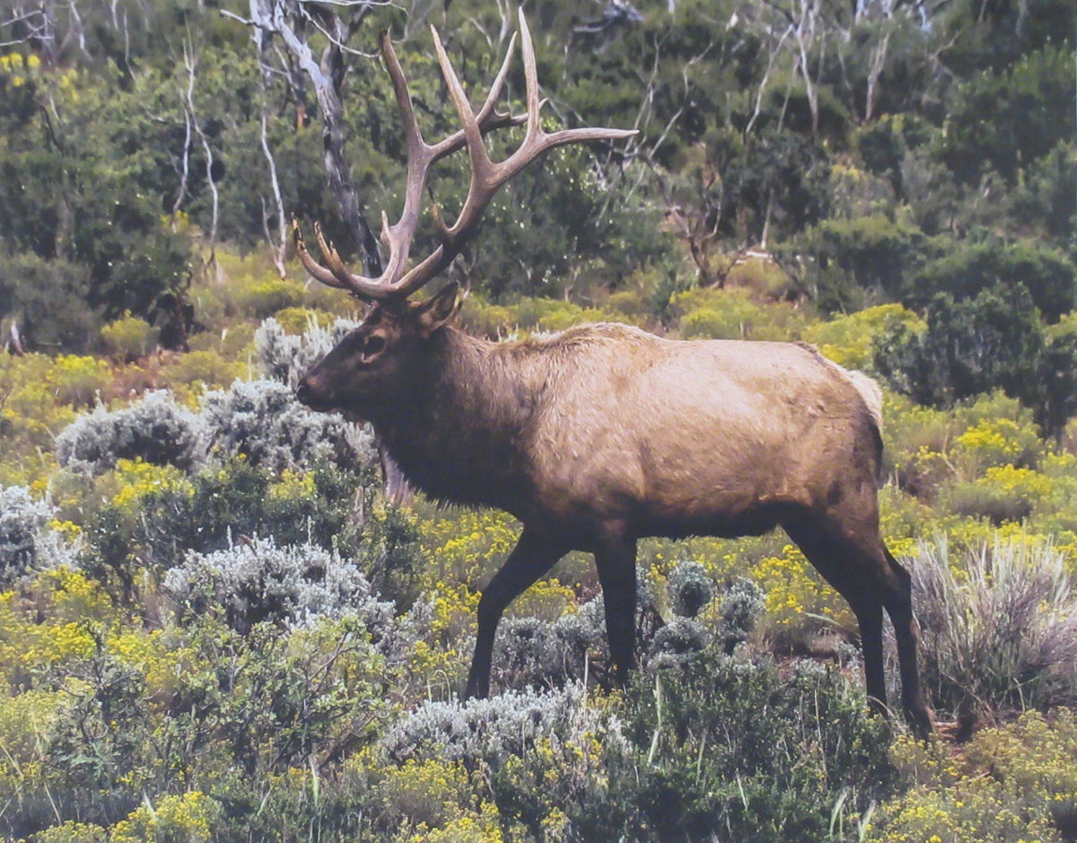PANL-455 Mook Fabrics Panel Elk In The Woods 36" Panel 113888