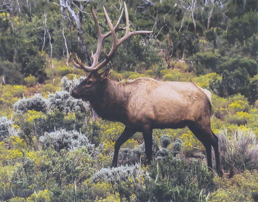 PANL-455 Mook Fabrics Panel Elk In The Woods 36" Panel 113888